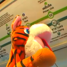tiger